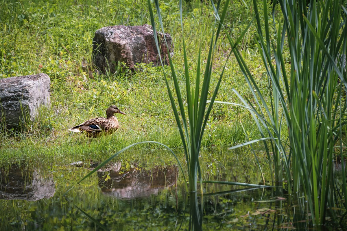 Ente am Weiher