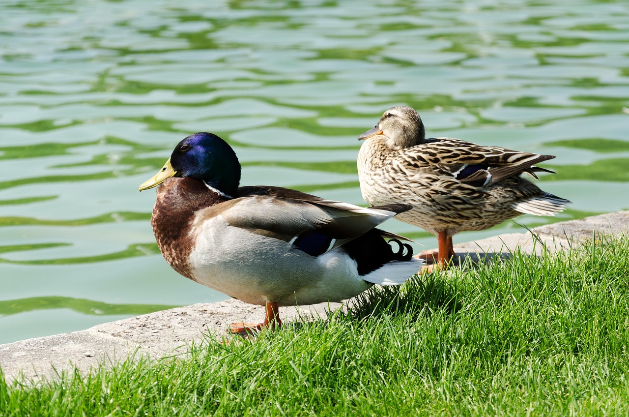 Enten am Ufer